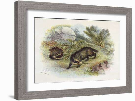 Badger, Naturalist's Lib-null-Framed Art Print