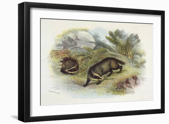 Badger, Naturalist's Lib-null-Framed Art Print