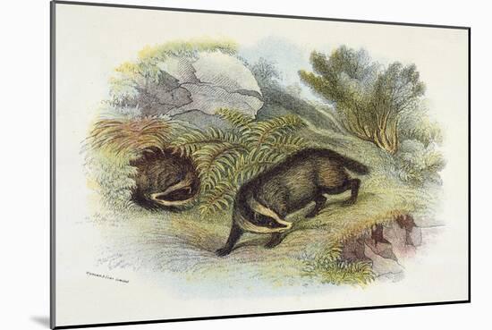 Badger, Naturalist's Lib-null-Mounted Art Print