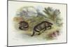 Badger, Naturalist's Lib-null-Mounted Art Print