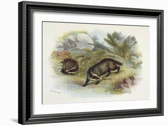 Badger, Naturalist's Lib-null-Framed Art Print