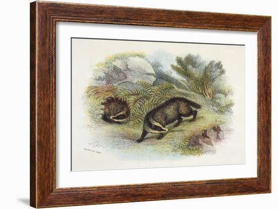 Badger, Naturalist's Lib-null-Framed Premium Giclee Print