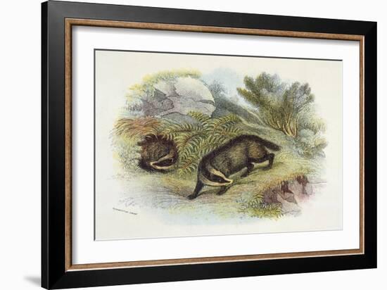 Badger, Naturalist's Lib-null-Framed Premium Giclee Print