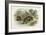 Badger, Naturalist's Lib-null-Framed Premium Giclee Print