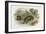 Badger, Naturalist's Lib-null-Framed Premium Giclee Print