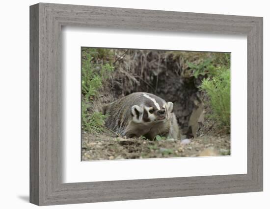 Badger near Den-DLILLC-Framed Photographic Print