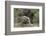 Badger near Den-DLILLC-Framed Photographic Print