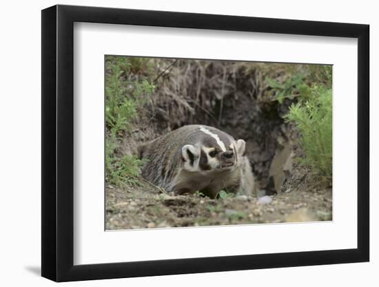 Badger near Den-DLILLC-Framed Photographic Print