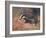 Badger, Swan, Wild Beasts-Cuthbert Swan-Framed Art Print