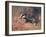 Badger, Swan, Wild Beasts-Cuthbert Swan-Framed Art Print