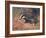 Badger, Swan, Wild Beasts-Cuthbert Swan-Framed Art Print