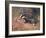 Badger, Swan, Wild Beasts-Cuthbert Swan-Framed Art Print