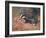 Badger, Swan, Wild Beasts-Cuthbert Swan-Framed Art Print