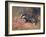 Badger, Swan, Wild Beasts-Cuthbert Swan-Framed Art Print