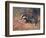 Badger, Swan, Wild Beasts-Cuthbert Swan-Framed Premium Giclee Print