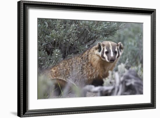 Badger (Taxidea Taxus)-James Hager-Framed Photographic Print