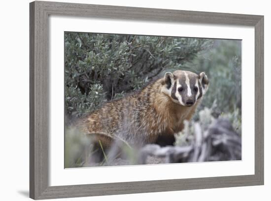 Badger (Taxidea Taxus)-James Hager-Framed Photographic Print