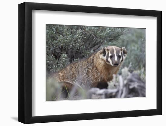 Badger (Taxidea Taxus)-James Hager-Framed Photographic Print