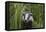 Badger walking through long grass, nr Launceston, Cornwall-David Pike-Framed Premier Image Canvas