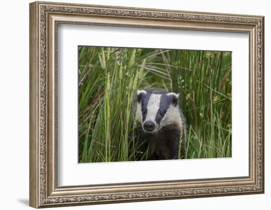 Badger walking through long grass, nr Launceston, Cornwall-David Pike-Framed Photographic Print