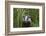 Badger walking through long grass, nr Launceston, Cornwall-David Pike-Framed Photographic Print