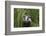 Badger walking through long grass, nr Launceston, Cornwall-David Pike-Framed Photographic Print