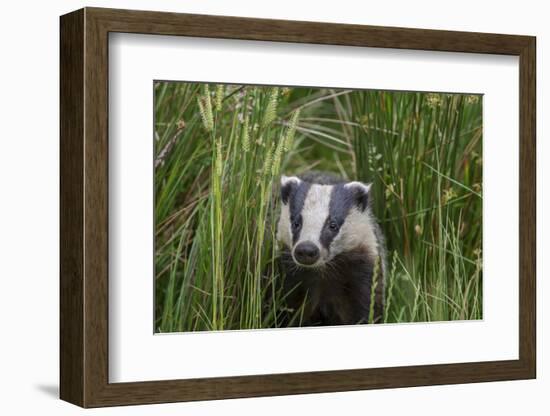 Badger walking through long grass, nr Launceston, Cornwall-David Pike-Framed Photographic Print