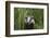 Badger walking through long grass, nr Launceston, Cornwall-David Pike-Framed Photographic Print