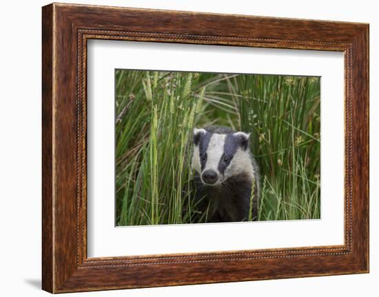Badger walking through long grass, nr Launceston, Cornwall-David Pike-Framed Photographic Print