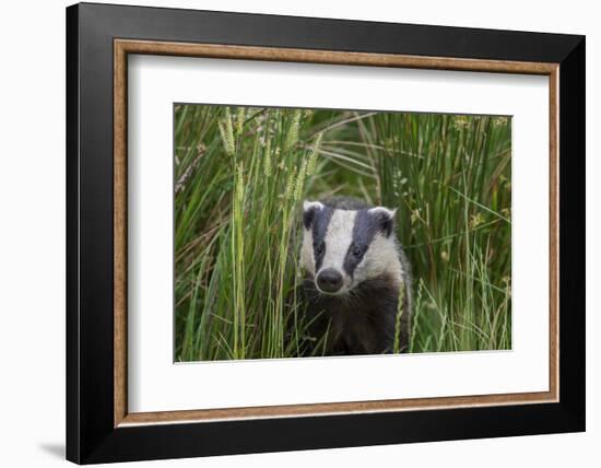 Badger walking through long grass, nr Launceston, Cornwall-David Pike-Framed Photographic Print