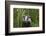 Badger walking through long grass, nr Launceston, Cornwall-David Pike-Framed Photographic Print