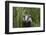 Badger walking through long grass, nr Launceston, Cornwall-David Pike-Framed Photographic Print