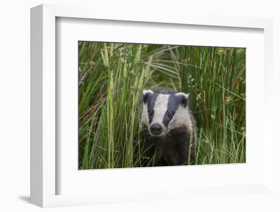 Badger walking through long grass, nr Launceston, Cornwall-David Pike-Framed Photographic Print