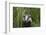 Badger walking through long grass, nr Launceston, Cornwall-David Pike-Framed Photographic Print