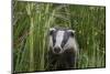 Badger walking through long grass, nr Launceston, Cornwall-David Pike-Mounted Photographic Print