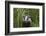 Badger walking through long grass, nr Launceston, Cornwall-David Pike-Framed Photographic Print