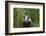 Badger walking through long grass, nr Launceston, Cornwall-David Pike-Framed Photographic Print