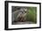 Badger-DLILLC-Framed Photographic Print