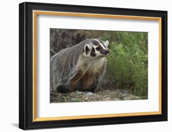 Badger-DLILLC-Framed Photographic Print