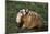 Badger-DLILLC-Mounted Photographic Print