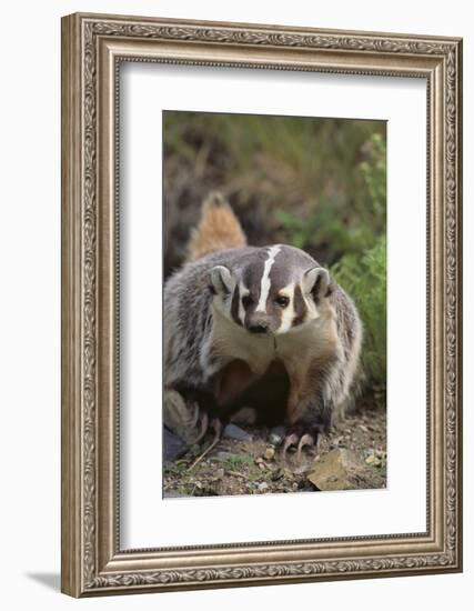 Badger-DLILLC-Framed Photographic Print