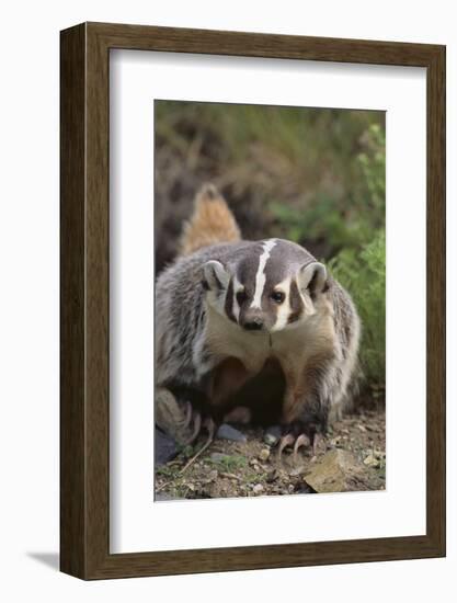 Badger-DLILLC-Framed Photographic Print