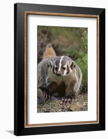 Badger-DLILLC-Framed Photographic Print