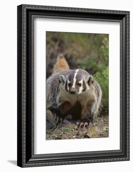 Badger-DLILLC-Framed Photographic Print