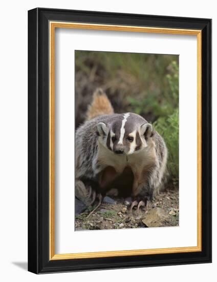 Badger-DLILLC-Framed Photographic Print