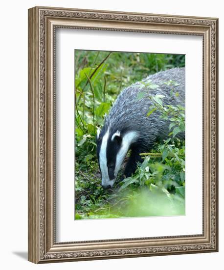 Badger-Reiner Bernhardt-Framed Photographic Print