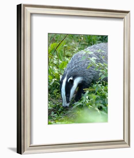 Badger-Reiner Bernhardt-Framed Photographic Print