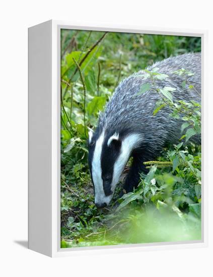 Badger-Reiner Bernhardt-Framed Premier Image Canvas