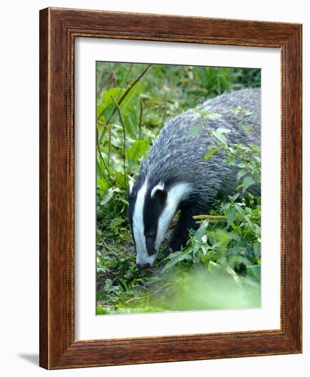 Badger-Reiner Bernhardt-Framed Photographic Print