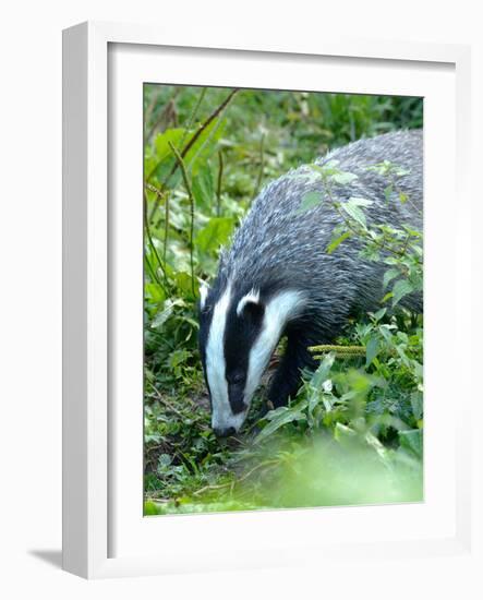 Badger-Reiner Bernhardt-Framed Photographic Print